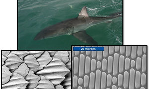 The Application of Bio Mimicry - Mike Barron